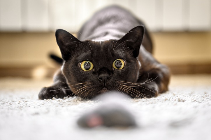 Playful black cat ready to pounce its toy