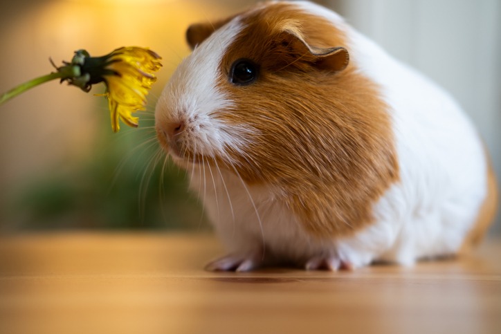 Guinea pig sniffing a dandelion