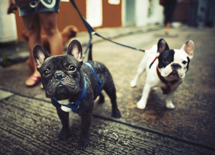 Two French bulldog frenchies talking a walk on double leash