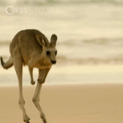 Hopping kangaroo gif