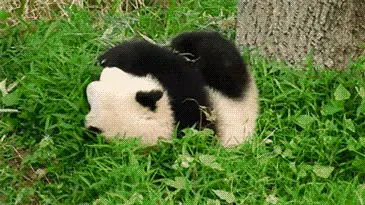 Rolling panda gif
