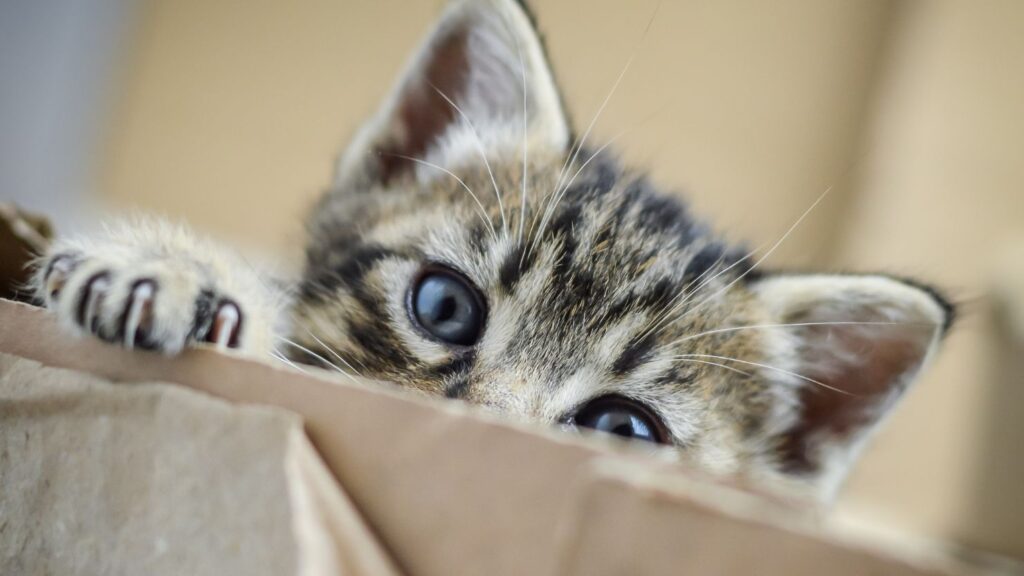 Um gato espreitando de uma caixa.